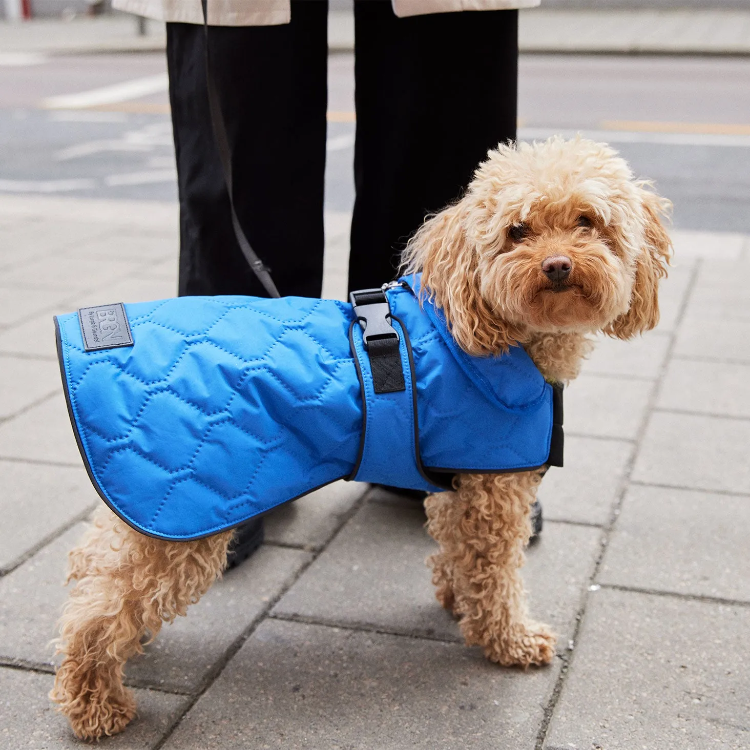 Dog Coat - New Black