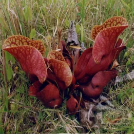 Sarracenia purpurea venosa